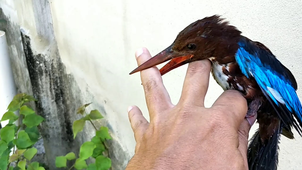 Detail Makanan Burung Tengkek Udang Nomer 12