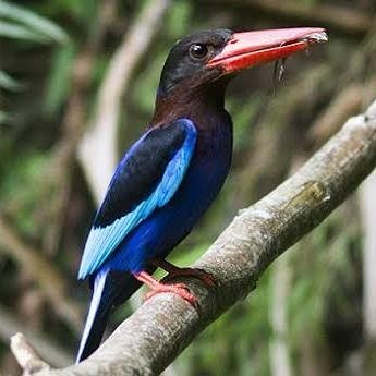 Detail Makanan Burung Tengkek Udang Nomer 20