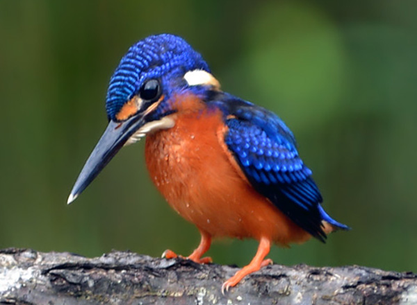 Detail Makanan Burung Tengkek Udang Nomer 25