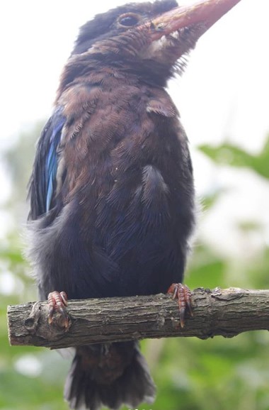 Detail Makanan Burung Tengkek Udang Nomer 26