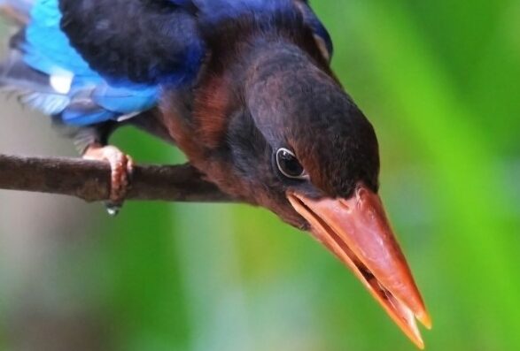 Detail Makanan Burung Tengkek Udang Nomer 30