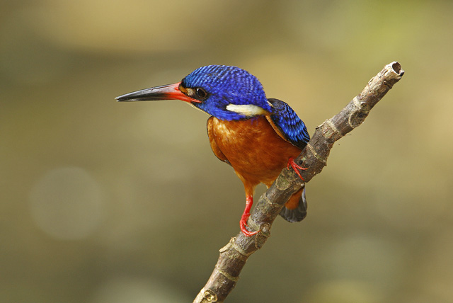 Detail Makanan Burung Tengkek Udang Nomer 31