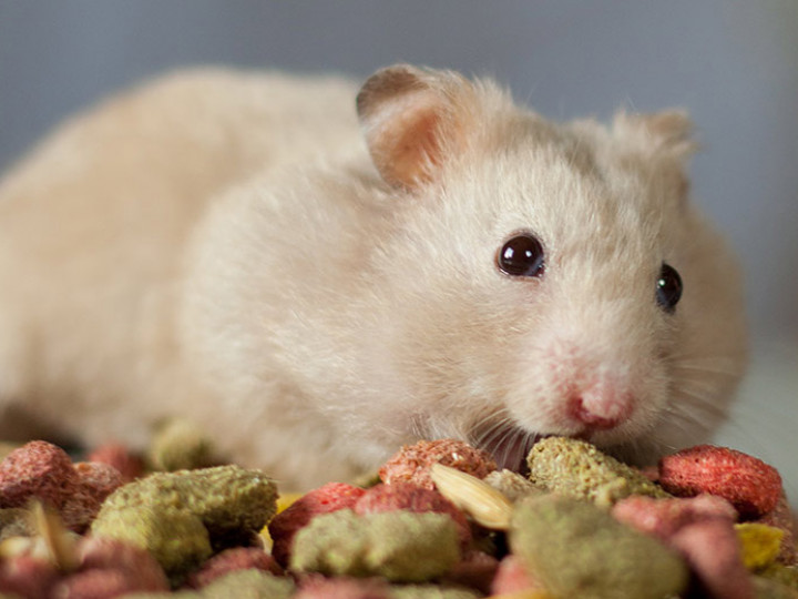 Makanan Hamster Kecil - KibrisPDR