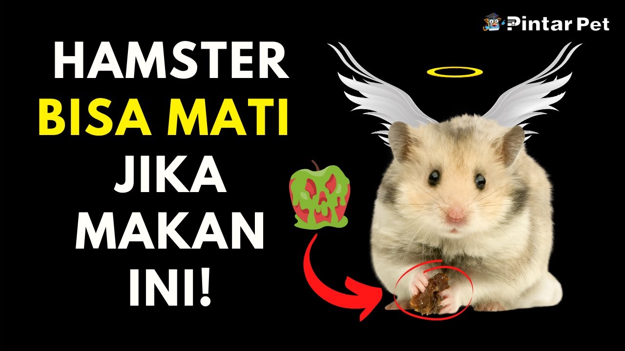 Detail Makanan Hamster Kecil Nomer 11