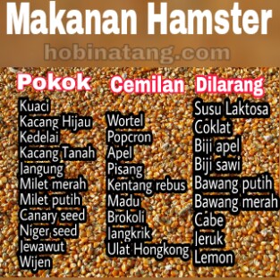 Detail Makanan Hamster Kecil Nomer 9