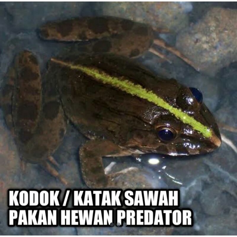 Detail Makanan Hewan Katak Nomer 28