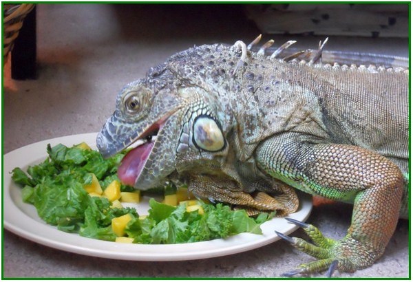 Detail Makanan Iguana Kecil Nomer 8