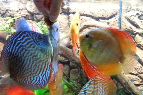 Detail Makanan Ikan Discus Terbaik Nomer 2