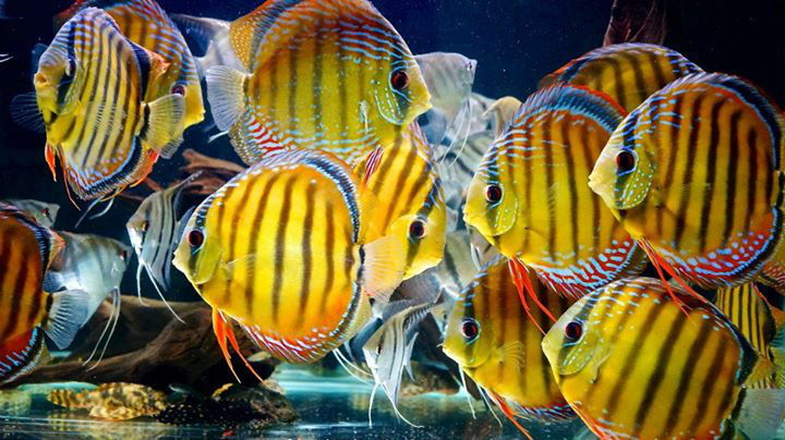 Detail Makanan Ikan Discus Untuk Warna Nomer 22