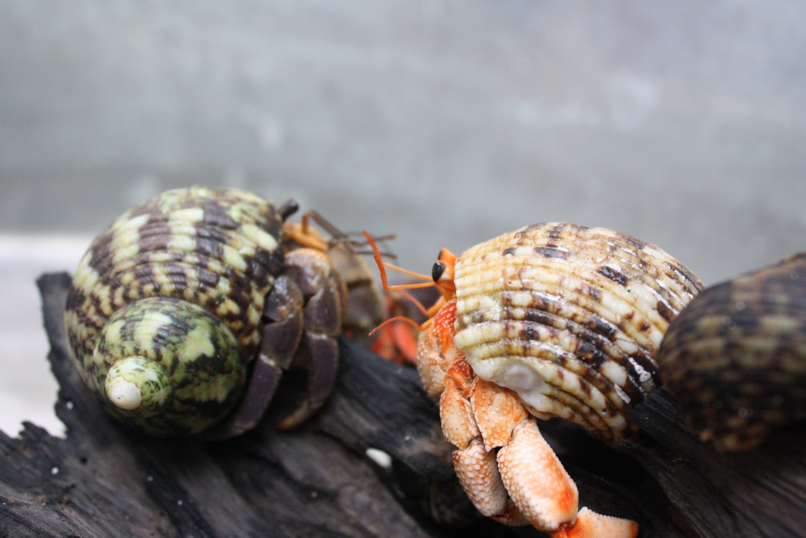 Detail Makanan Keong Laut Nomer 22