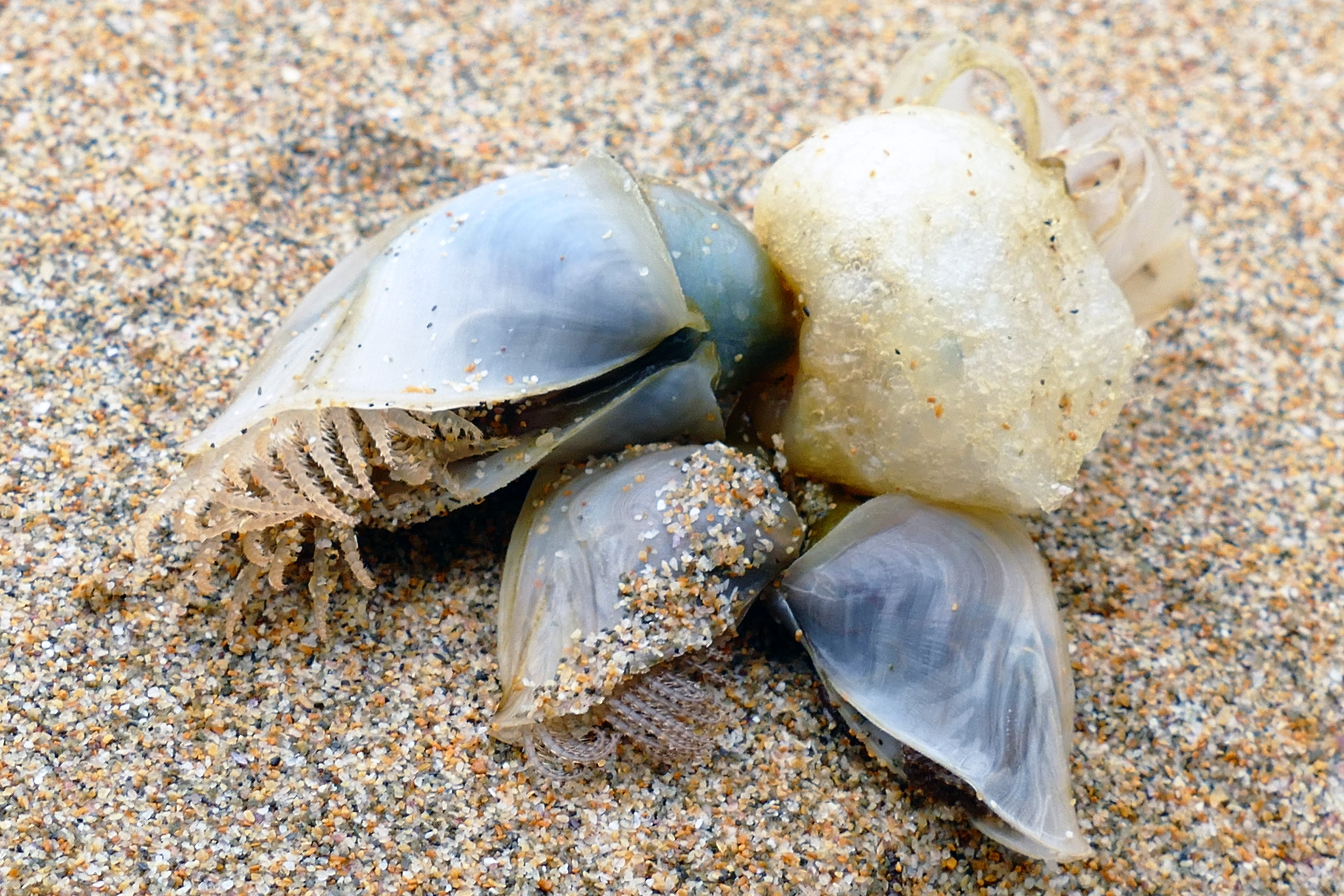 Detail Makanan Keong Laut Nomer 43