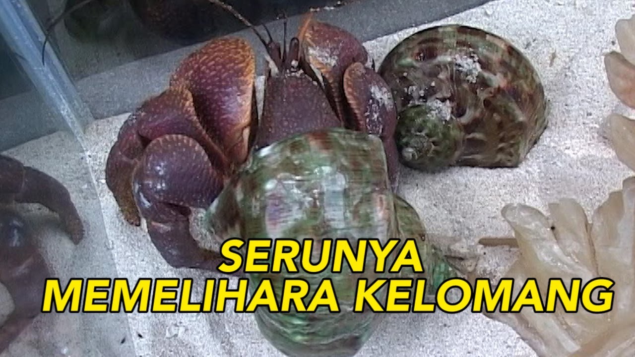 Detail Makanan Keong Laut Nomer 50