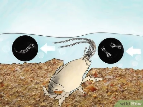 Detail Makanan Kepiting Laut Nomer 12