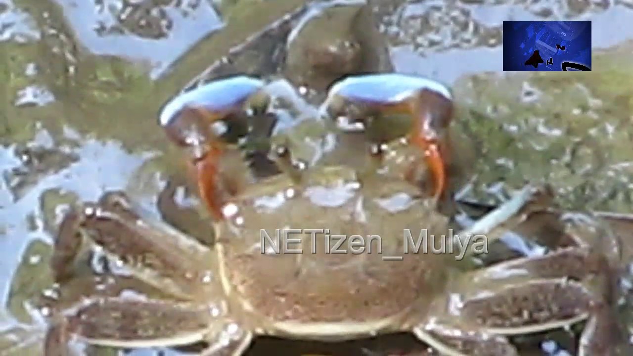 Detail Makanan Kepiting Laut Nomer 13