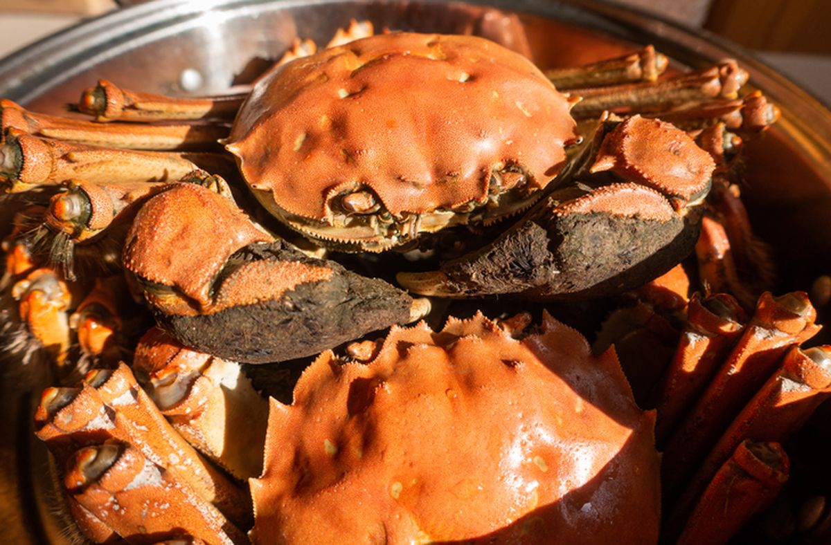 Detail Makanan Kepiting Laut Nomer 17