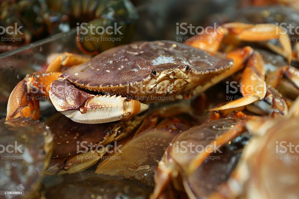 Detail Makanan Kepiting Laut Nomer 22
