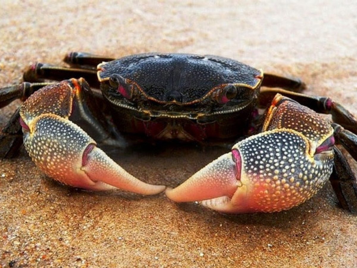 Detail Makanan Kepiting Laut Nomer 27