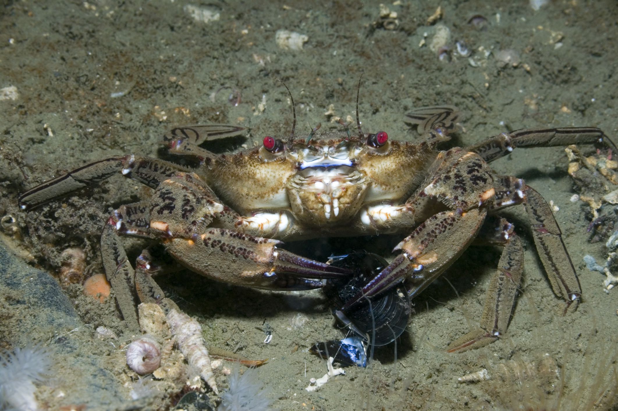 Detail Makanan Kepiting Laut Nomer 28