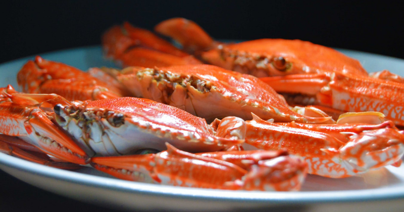 Detail Makanan Kepiting Laut Nomer 32