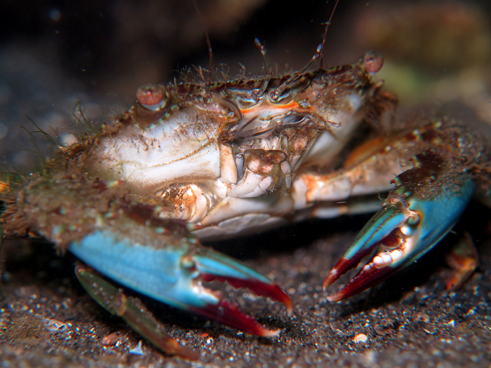 Detail Makanan Kepiting Laut Nomer 41