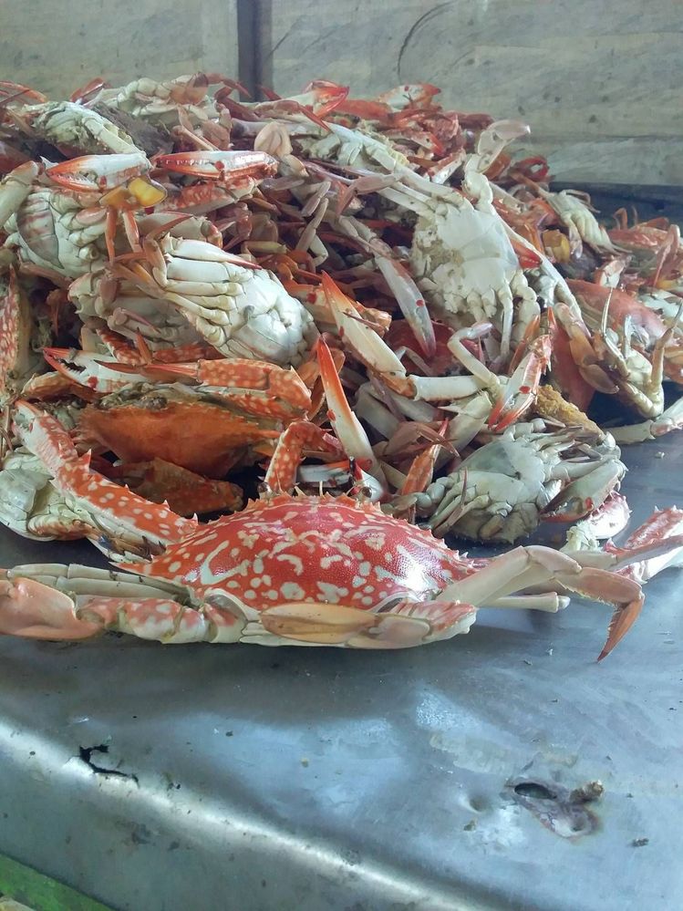 Detail Makanan Kepiting Laut Nomer 42