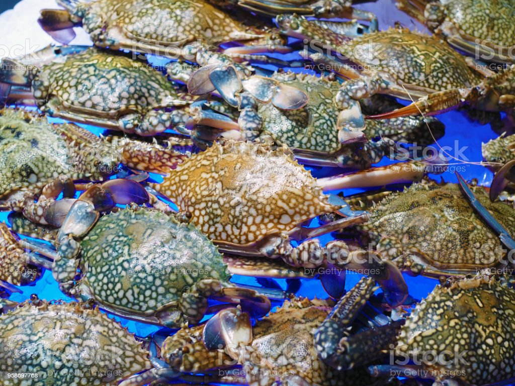 Detail Makanan Kepiting Laut Nomer 43