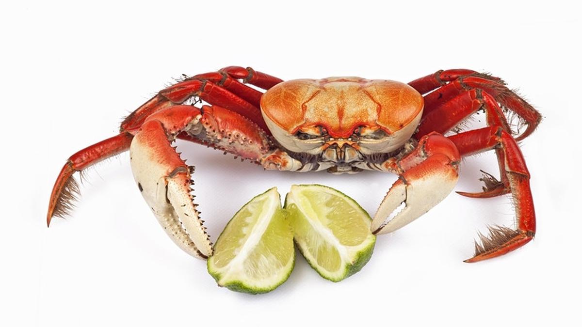 Detail Makanan Kepiting Laut Nomer 47