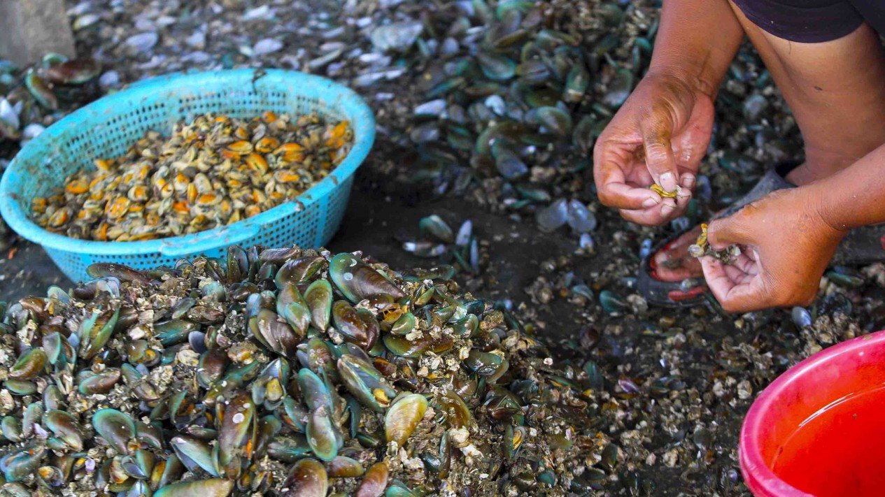 Detail Makanan Kerang Laut Nomer 27