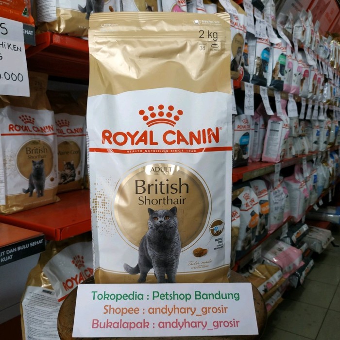 Detail Makanan Kucing British Nomer 10