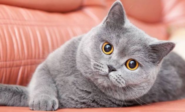 Detail Makanan Kucing British Nomer 23