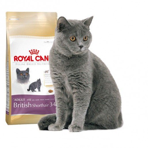 Detail Makanan Kucing British Nomer 24
