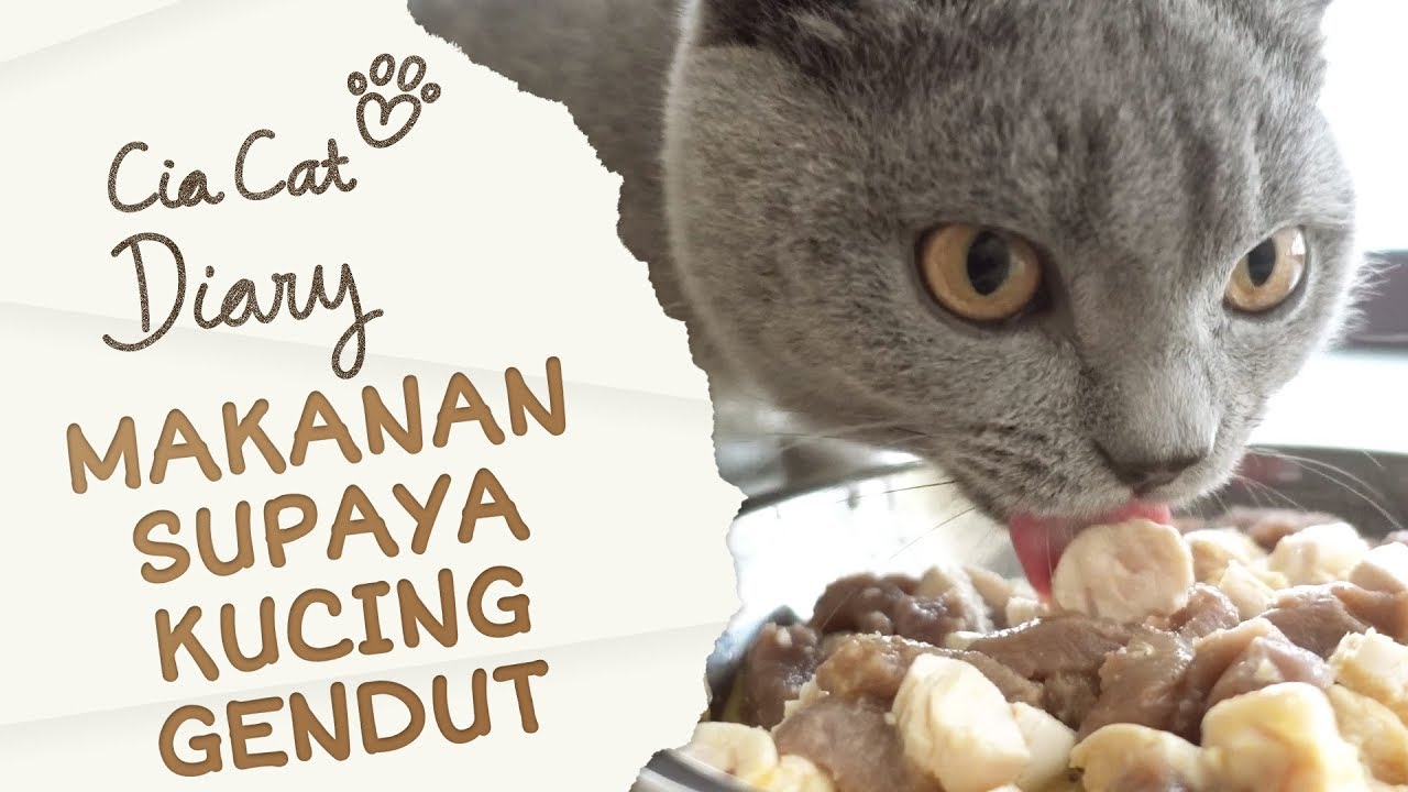 Detail Makanan Kucing British Nomer 30
