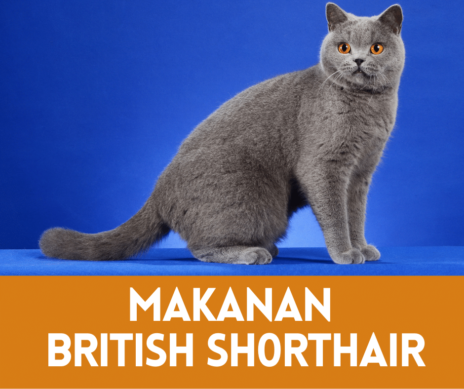 Detail Makanan Kucing British Nomer 34