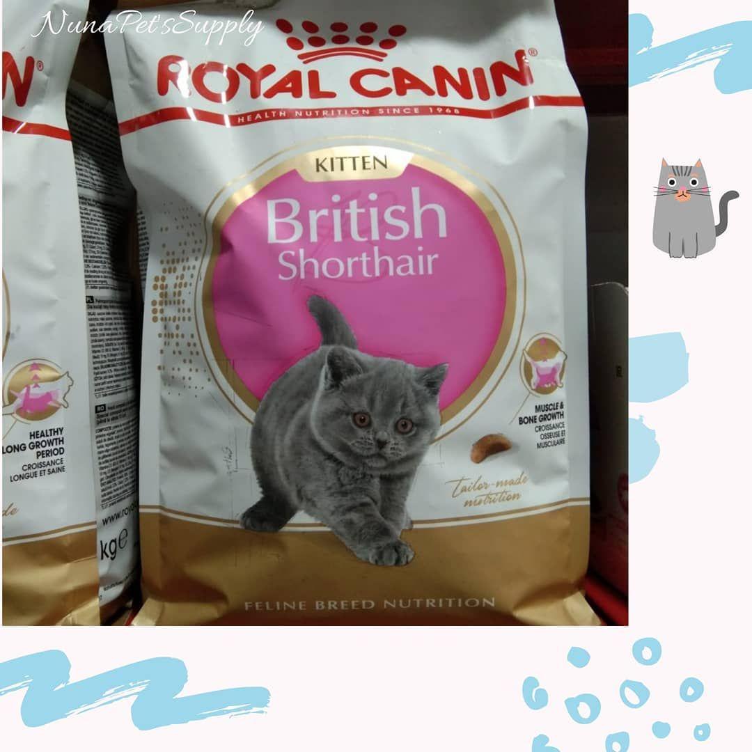 Detail Makanan Kucing British Nomer 35
