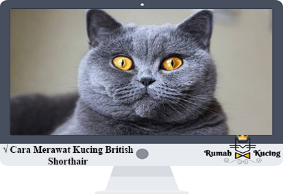 Detail Makanan Kucing British Nomer 37