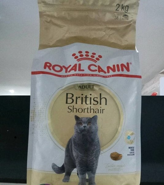 Detail Makanan Kucing British Nomer 39