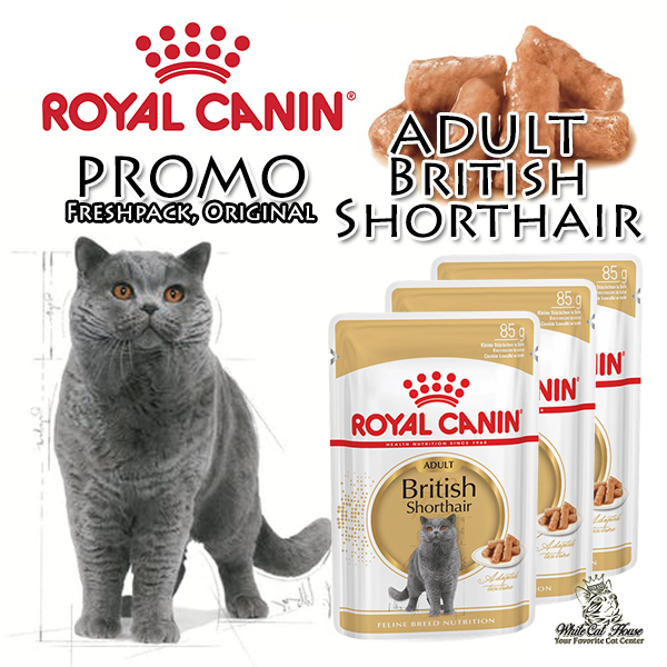 Detail Makanan Kucing British Nomer 5