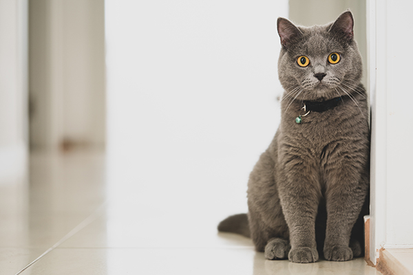 Detail Makanan Kucing British Nomer 47
