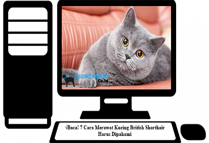 Detail Makanan Kucing British Nomer 50
