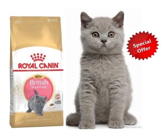 Detail Makanan Kucing British Nomer 51
