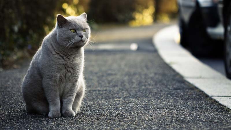 Detail Makanan Kucing British Nomer 52