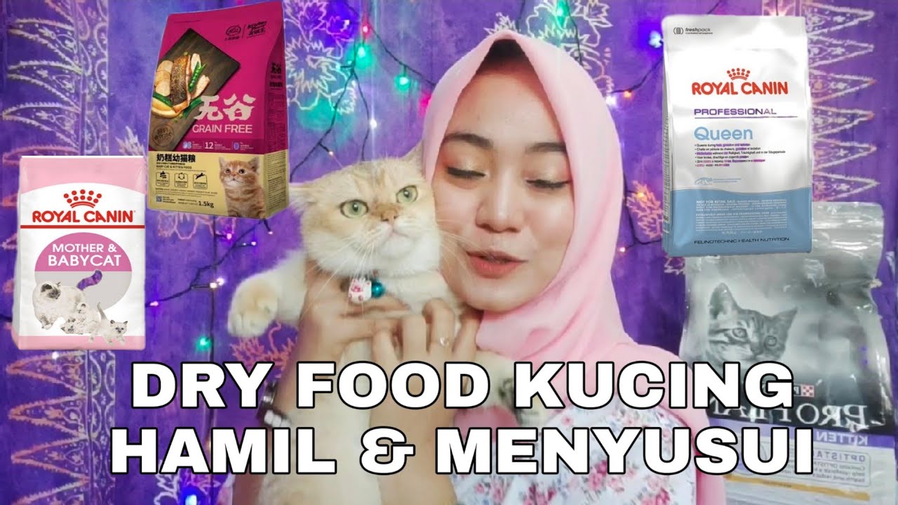 Detail Makanan Kucing Menyusui Nomer 40