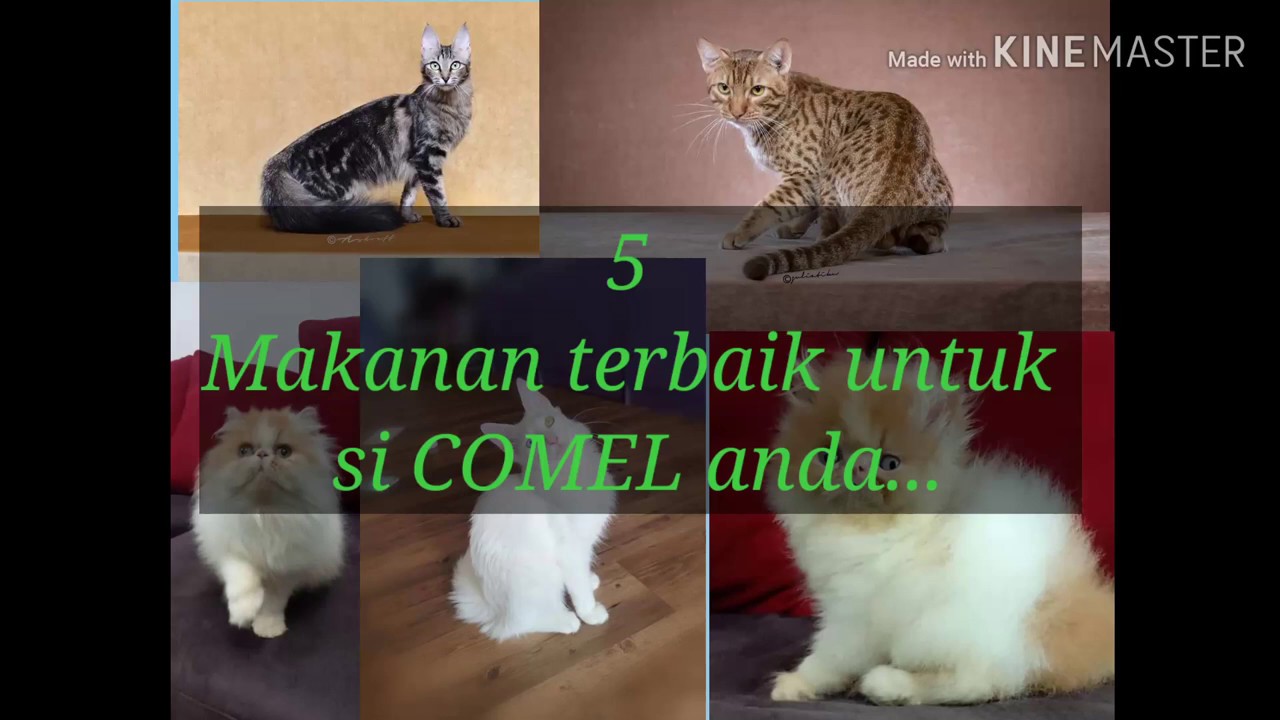 Detail Makanan Kucing Orijen Nomer 20