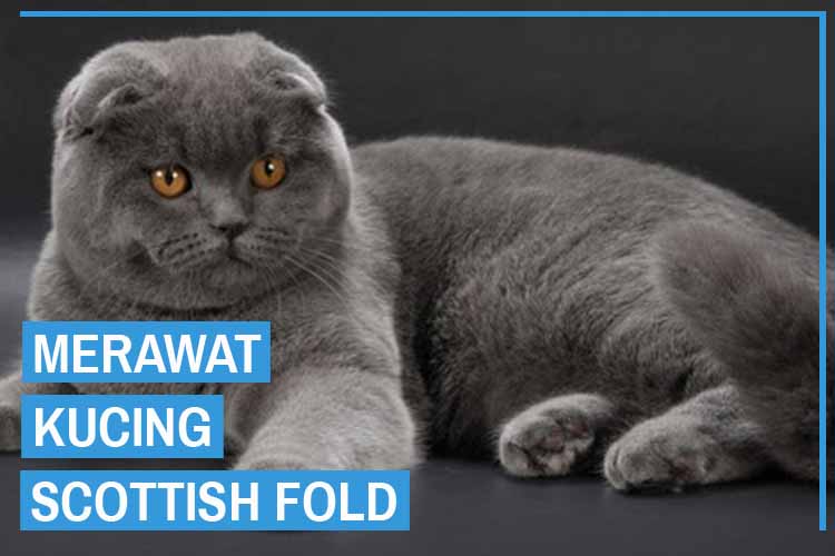 Detail Makanan Kucing Scottish Fold Nomer 2