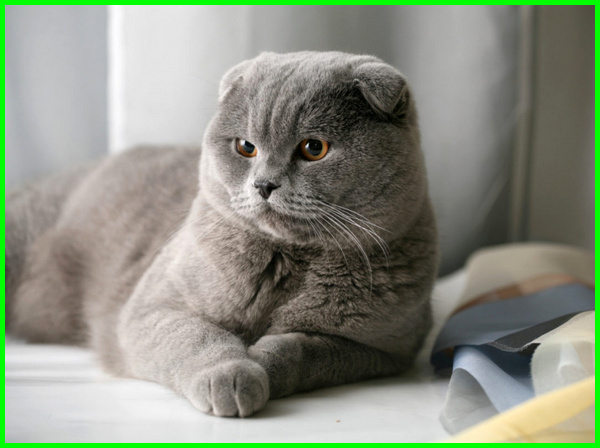 Detail Makanan Kucing Scottish Fold Nomer 13