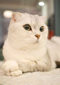 Detail Makanan Kucing Scottish Fold Nomer 14