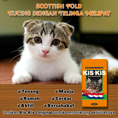 Detail Makanan Kucing Scottish Fold Nomer 16