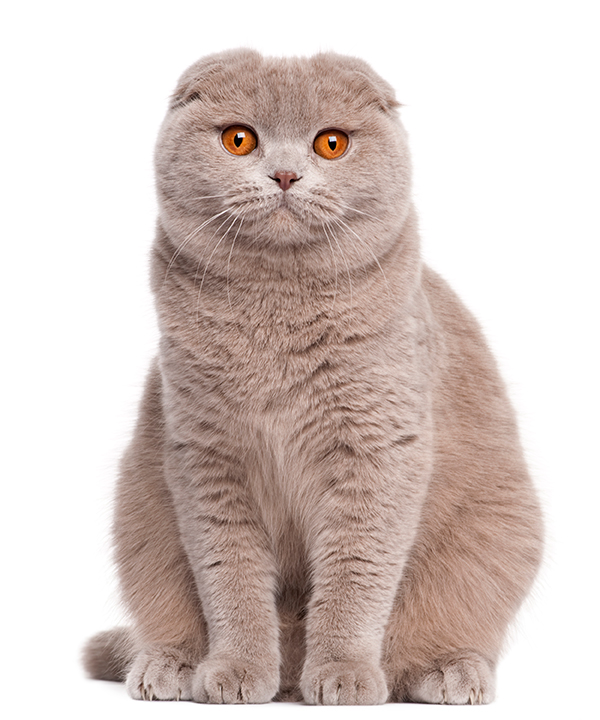 Detail Makanan Kucing Scottish Fold Nomer 17