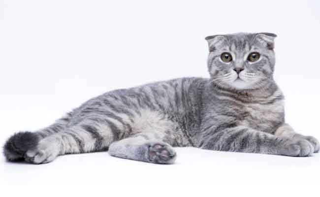 Detail Makanan Kucing Scottish Fold Nomer 23