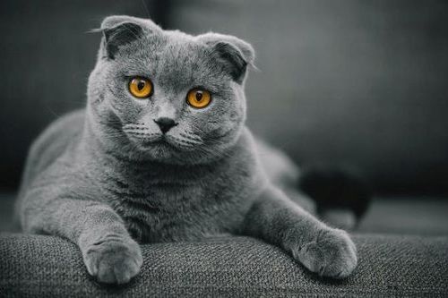 Detail Makanan Kucing Scottish Fold Nomer 24